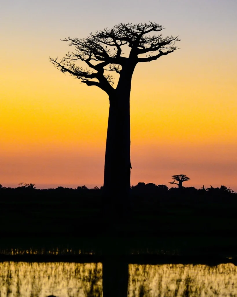 Baobab